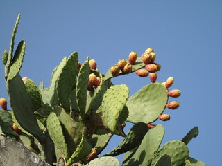 Fichi