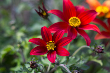 red flowers in the garden