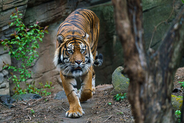 Sumatran tiger (Panthera tigris sumatrae) - obrazy, fototapety, plakaty
