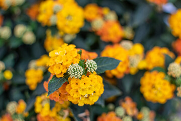 Orange gelb blühende Wandelröschen