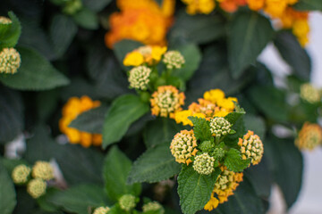 Orange gelb blühende Wandelröschen