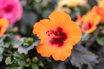 Orangefarbene Hibiskus Blüten im Sommer