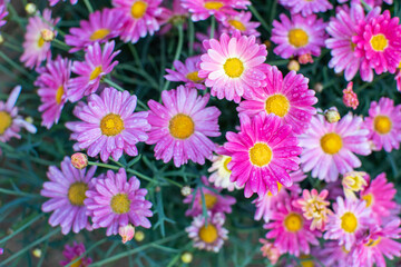 Pink und lila blühende Chrysanthemen
