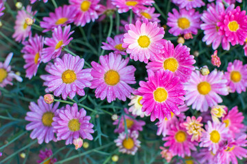 Obraz na płótnie Canvas Pink und lila blühende Chrysanthemen