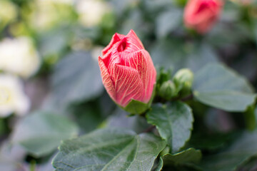 Geschlossene rote Hibiskus Blüte im Sommer © Julia