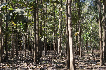 Paisaje, &Aacute;rboles formando caminos