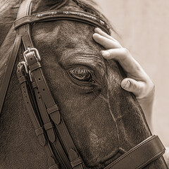 Horse profile with human hand on face