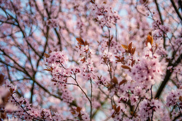 Spring blossoms tree