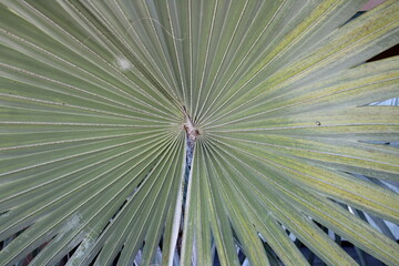 Palma Washingtonia Robusta