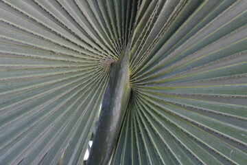 Palma Washingtonia Robusta