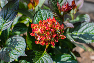Weinrote Hortensien Blüte im Sommer
