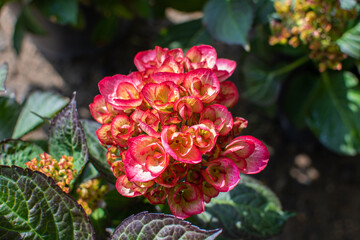 Weinrote Hortensien Blüte im Sommer