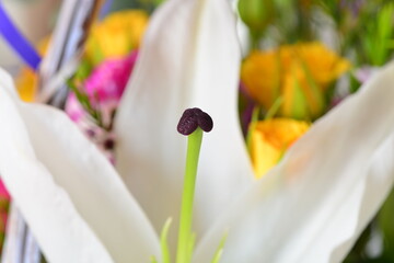Stamen of white lily