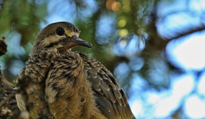 The bird is also known as the American mourning dove, the rain dove, and colloquially as the turtle dove and Carolina turtledove. It is one of the and widespread of all North American birds.