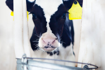 A cute calf in a calf barn at the feeder, on a dairy farm.  - obrazy, fototapety, plakaty