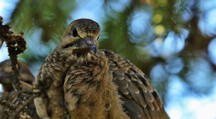 The bird is also known as the American mourning dove, the rain dove, and colloquially as the turtle dove and Carolina turtledove. It is one of the and widespread of all North American birds.
