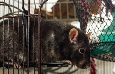 Adult Berkshire Pet Rat