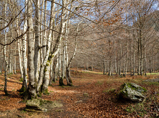 Forest path in Gavarnie circus France autumn