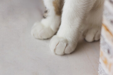 Weiße, weiche Pfoten einer sitzenden Katze. Einfaches Foto im gemütlichen Haus mit Fuß der Hauskatze.