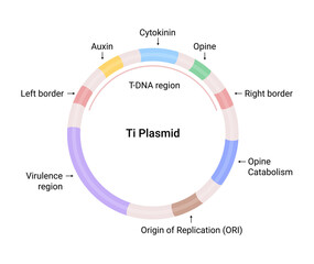 Vector illustration of Ti Plasmid structure