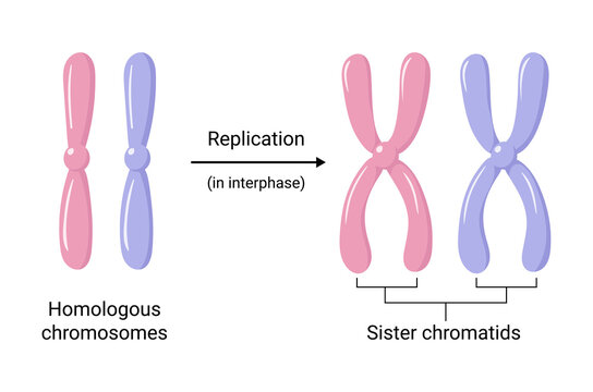 Homologous Chromosomes And Sister Chromatids