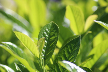 green leaves background
