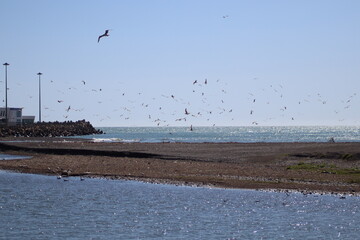 seagulls on the beach