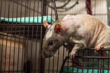 Patchwork Hairless Pet Rat