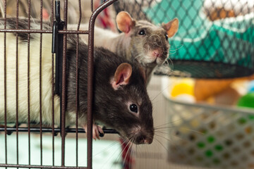 Obraz premium Pet Rat Friends