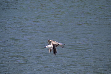 seagull in flight