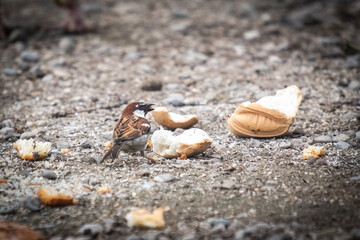 A sparrow eats bread. Bird eating bread.
