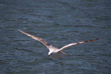 seagull in flight