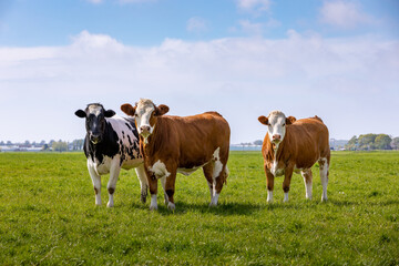Fototapeta na wymiar 3 curious cows in a green grass pasture in Sassenheim the Netherlands.