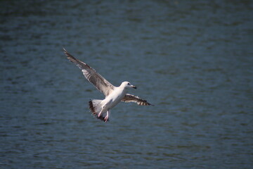 seagull in flight