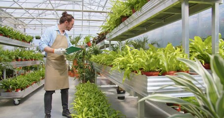 Young Caucasian guy gardener in apron walking in garden center checking plants and flowers. Handsome male working in floral shop, cultivating plant pot, houseplant, flower cultivation business concept - Powered by Adobe
