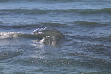 Obraz premium sea lion in the sea