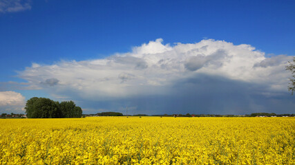 Żółte pole rzepaku na tle niebieskiego nieba. Rolnictwo.  - obrazy, fototapety, plakaty