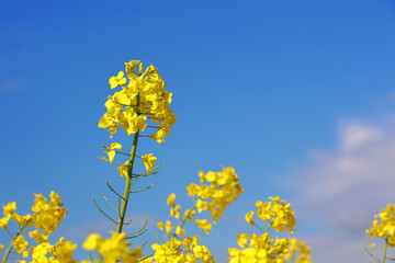 Żółte pole rzepaku na tle niebieskiego nieba. Rolnictwo. 
