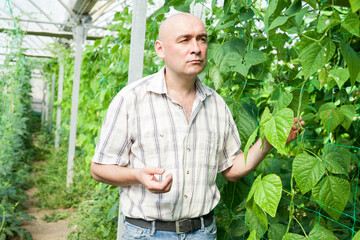 Experienced male farmer engaged in cultivation of vegetables in glasshouse