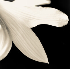 white hosta blossom against black background