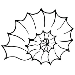 Vector sea shells isolated element. Line drawing illustration.