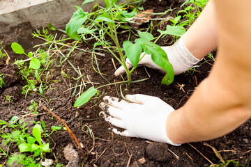 A woman planting a tomato plant