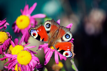 butterfly on flower  
