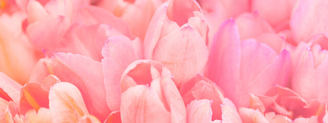Obraz na płótnie Canvas pink tulips background