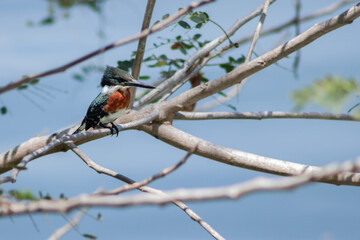 Bird on a branch with space on the right, kingfisher