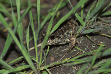 The European common spadefoot (lat. Pelobates fuscus), of the family Pelobatidae.