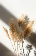 Beige reeds with beautiful shadows on the wall. Minimal, styled concept for bloggers. Neutral colors. Boho style.