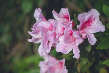 ツツジのピンクの花