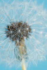 Close up of dandelion on turquoise blue background.Selective focus.Copy space.