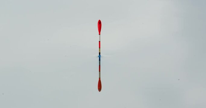 Fishing float moves in the water and signals a fish touching a lure
